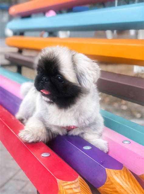 Pekingese, пекинес | Cani pechinese, Pechinese, Cani