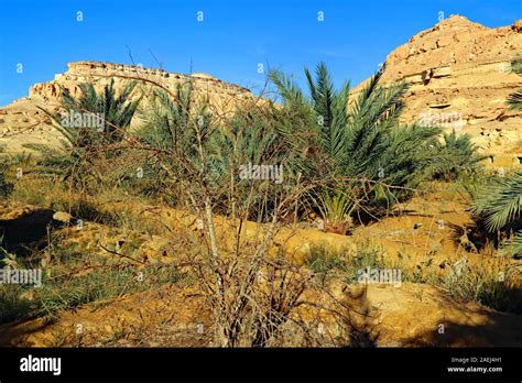 Egypt - Siwa Oasis Stock Photo - Alamy