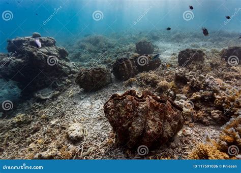 Close Up of Giant Clams on Coral Reef Stock Photo - Image of recreation ...