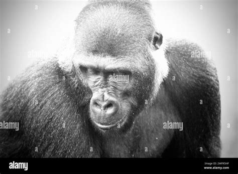 Species Black And White Stock Photos And Images Alamy