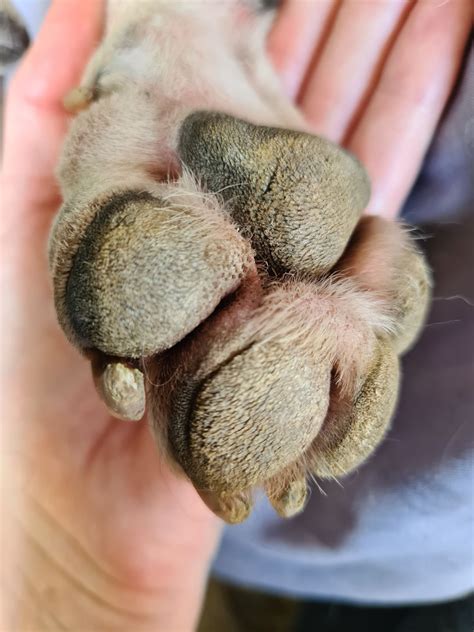 Hyperkeratosis Dog Paw Treatment Atelier Yuwaciaojp