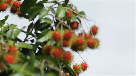 Concept of Thai fruit rambutan. Red rambutan fruit, delicious, sweet, fragrant, ready to be ...