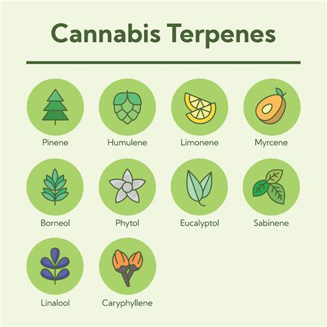 Popular Cannabis Terpenes Order Weed Online In Vegas