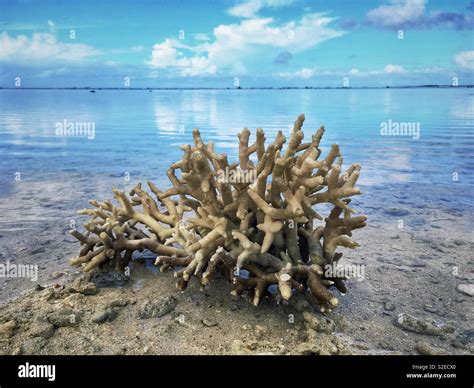 Dead Coral High Resolution Stock Photography and Images - Alamy