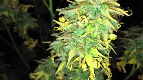 White Widow Autoflower Harvest Time Youtube