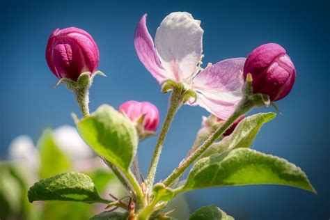 Apple Blossom Bloom Free Photo On Pixabay Pixabay