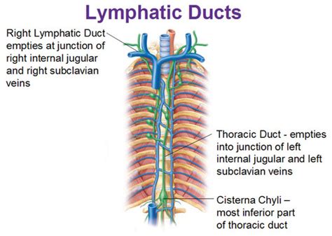 Ch 21 Lymphatic System Flashcards Quizlet