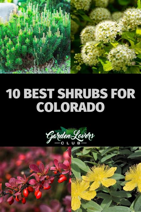 Best Shrubs For Colorado Gardens