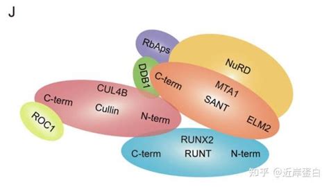 乳腺癌的发生与骨转移癌 解析runx2nurdmta1crl4b复合体的作用机制 知乎