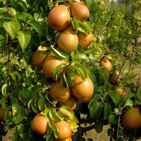 Pyrus Communis Gellerts Butterbirne Herbstbirne