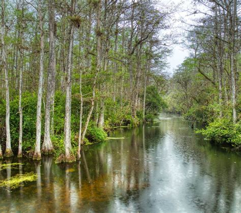 Florida Swamp Stock Photo Image Of Southeast Green 14689986