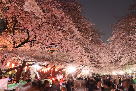 This is hanami! - Truly Tokyo