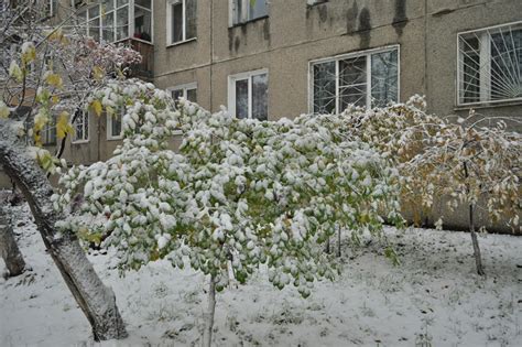 Снежок, первый. — DRIVE2