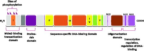 Basic Structure And Function Of The P53 Protein Download Scientific Diagram