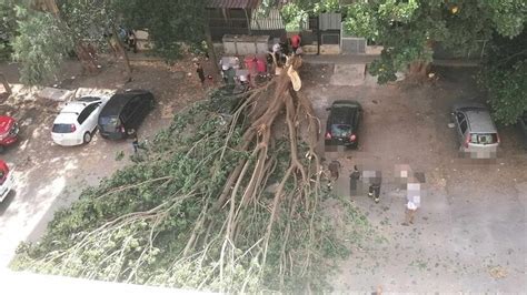 Paura in via Cartagine grosso albero viene giù danni alle auto