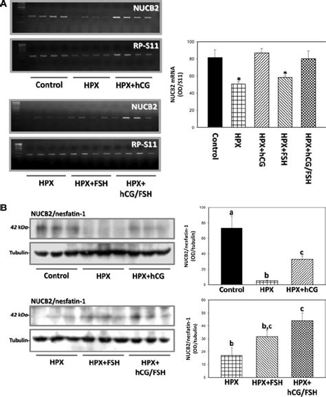 Gonadotropic Regulation Of Testicular Expression Of Nucb Nesfatin