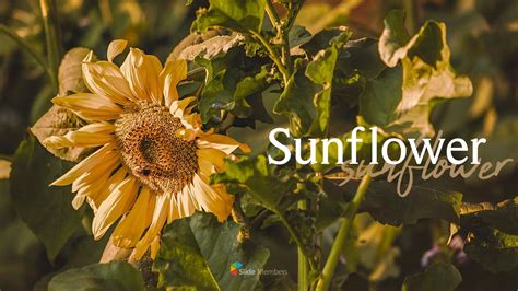 Sunflower Powerpoint Template