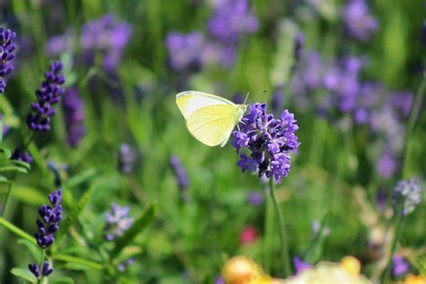 Flower Butterfly Pollination Free Photo On Pixabay