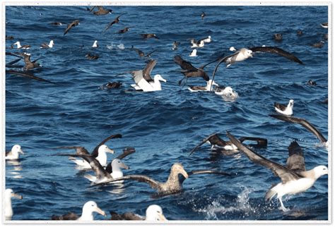 Albatroz Sete Lagoas - Albatroz e a Jornada Atlântica