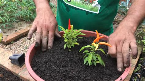 Como plantar pimenta dedo de moça em vasos e canteiros YouTube