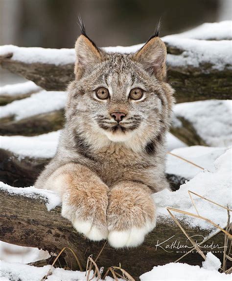 Meet the canada lynx cat with paws as big as a human hand – Artofit