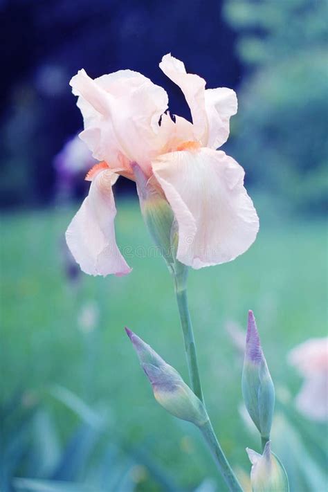 Nude Iris Stock Photo Image Of Botanical Croatia Spring 91987018