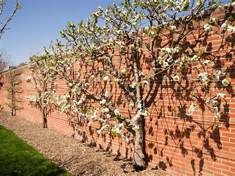 Espalier an Apple Tree | Chicago Botanic Garden