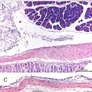 Nude Mice Gastric HE Pathological Staining Images A A 5 Day Old