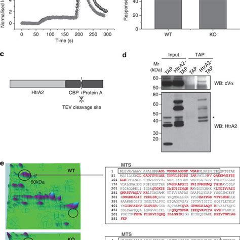 Oxygen Consumption Is Increased In HtrA2 Deficient Cells A Oxygen