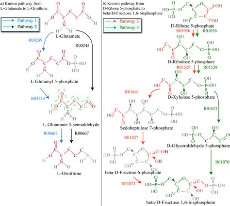 Two Branched Metabolic Pathways A A Part Of The Branched Metabolic