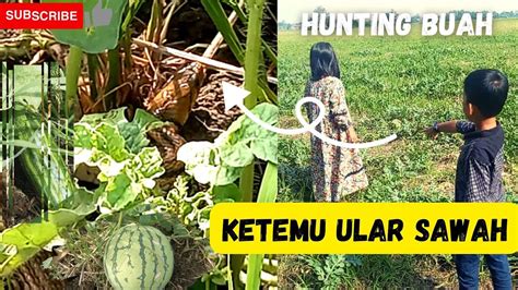 Hunting Buah Semangka Di Sawah Ketemu Ular YouTube