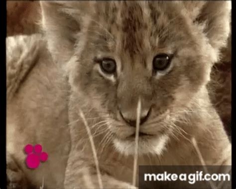 Lion Cub Roar on Make a GIF