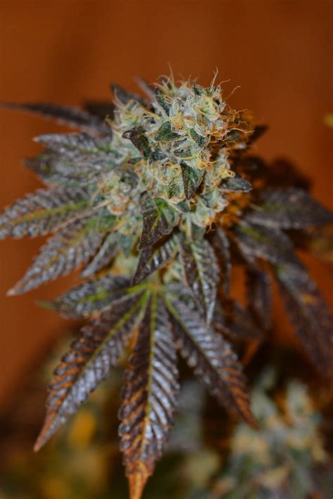 Gorilla Seeds 🦍 – Buy Gorilla feminized cannabis seeds