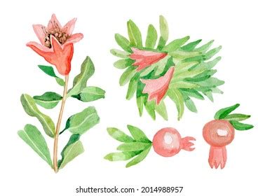 Flowering Stage Of Pomegranate Stock Photos - 91 Images | Shutterstock