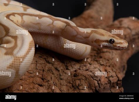 Reptile Morph Exotic Snake Pet Wildlife Animal Nature Skin