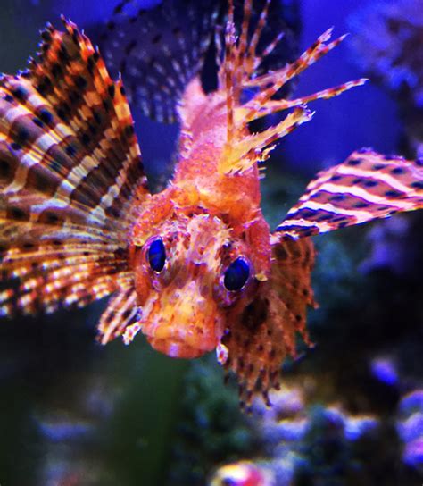 May 2016 Photo of the Month Contest: Venomous Fish | Page 2 | REEF2REEF Saltwater and Reef ...