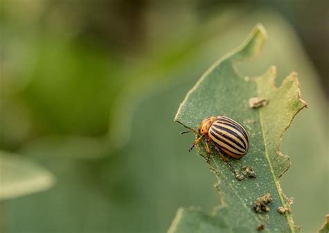 Premium Photo | Colorado potato beetle