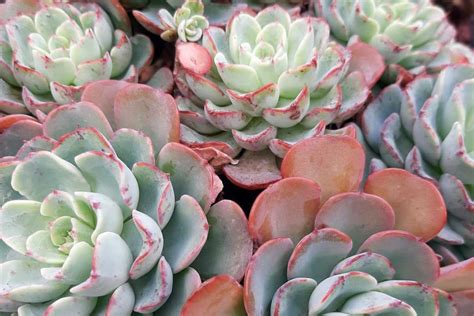 Echeveria Plantation Et Entretien De Cette Plante Grasse