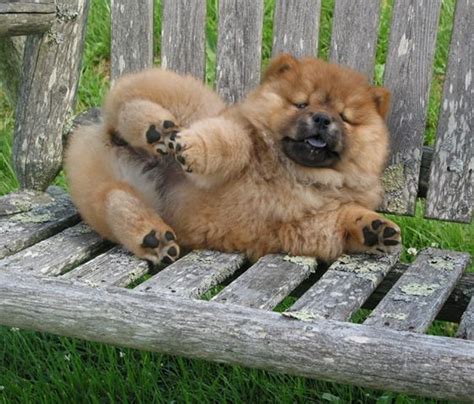 Chow Chow The Cutest Puppies In The World Animals Cute Dogs Chow