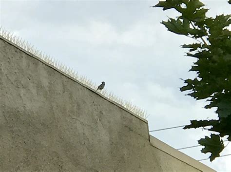 how do you bird not eating for beginners 2