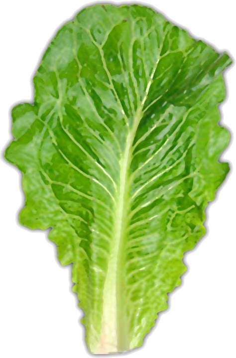 100 Lettuce Png Images