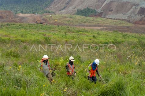 Revegetasi Lahan Bekas Tambang Antara Foto