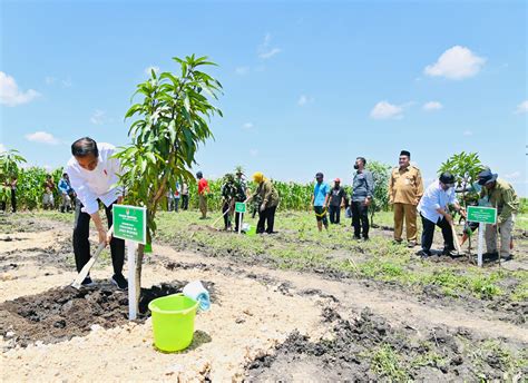 Foto Presiden Jokowi Tanam Pohon Mangga Bersama Para Petani