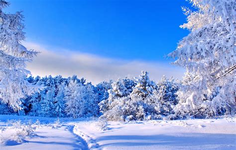 Wallpaper Sunlight Trees Landscape Nature Snow Winter Branch Ice Frost Path Fir