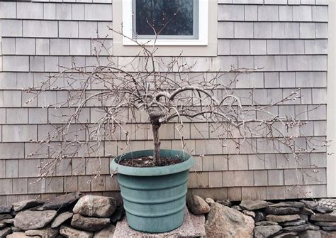 A Pussy Willow Tree Tale Hyannis Country Garden