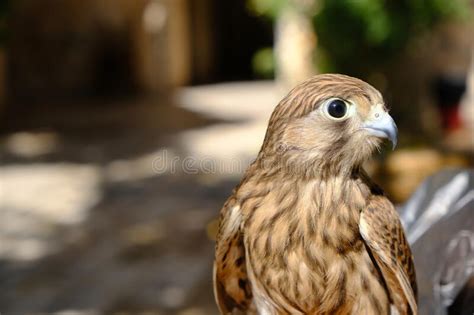 Closeup Of A Red Tailed Hawk Stock Photo Image Of Birds Anatolia