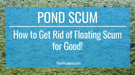 What Is Pond Scum Plus How To Get Rid Of Pond Scum For Good