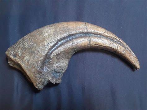 Huge 12 Inch Allosaur Allosaurus Dinosaur Claw Fossil Replica Jurassic