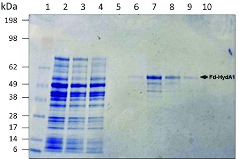 Sds Page Analysis Of Fd Hyda Expression And Purification Lane