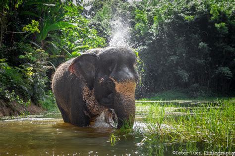 Phuket Elephant Sanctuary - Home